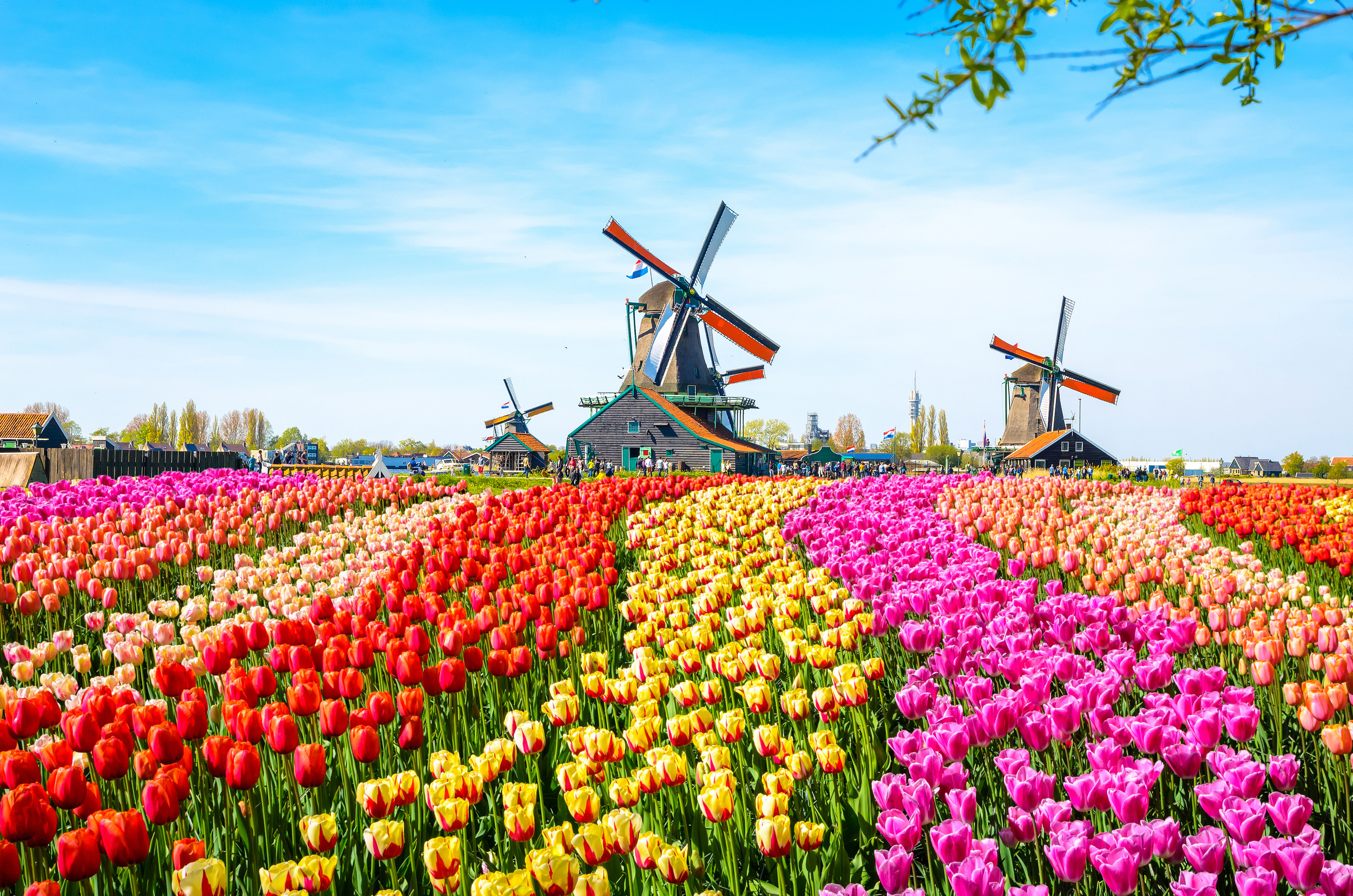 <p>Amsterdam is famous for nightlife and culture, but don’t forget how the rest of the country comes alive in the spring. There are numerous colorful fields, just a train and bike ride away from the capital. Remember to go in the morning before the lines pile up!</p><p>You may also like: <a href='https://www.yardbarker.com/lifestyle/articles/21_foods_that_surprisingly_taste_better_frozen_021124/s1__37739637'>21 foods that surprisingly taste better frozen</a></p>