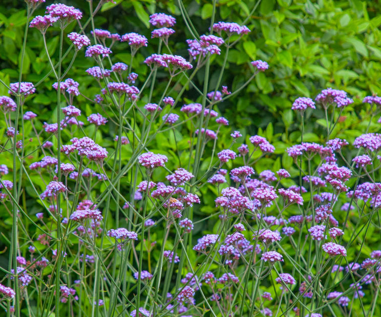 How to grow verbena the flowering plant that is popular with pollinators