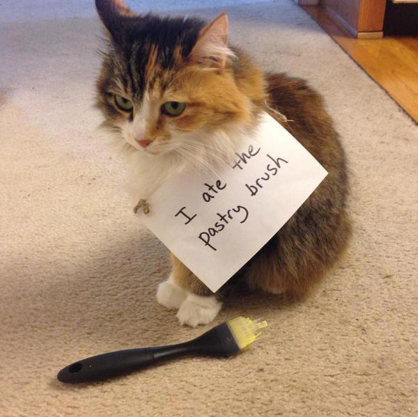 112 Hilarious Cat Shaming Photos