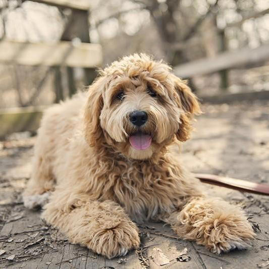 35 Of The Best Mixed Dog Breeds You Can Own