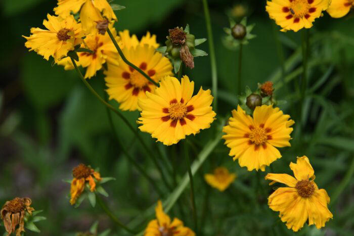 Coreopsis is Your Go-to Flower for Vibrant Outdoor Spaces (Here’s Why)