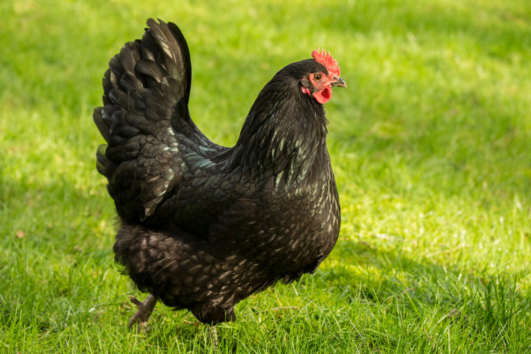 170+ Unique Chicken Names For Hen-spiration