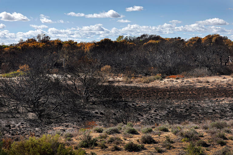 incendio forestal