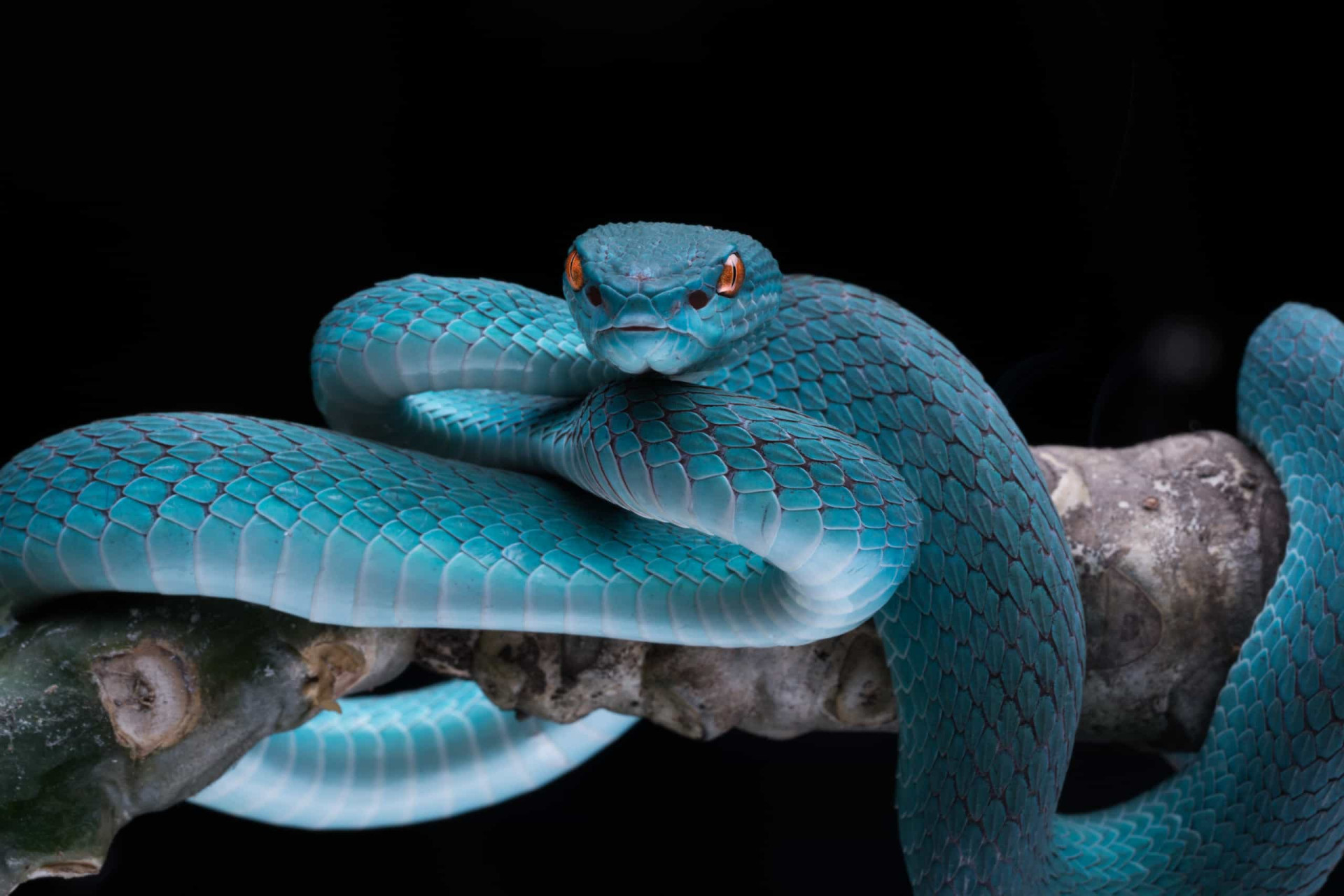 Синяя змейка. Цейлонская куфия змея. Голубая куфия гадюка. Голубая комодская куфия змея. Белогубая куфия.