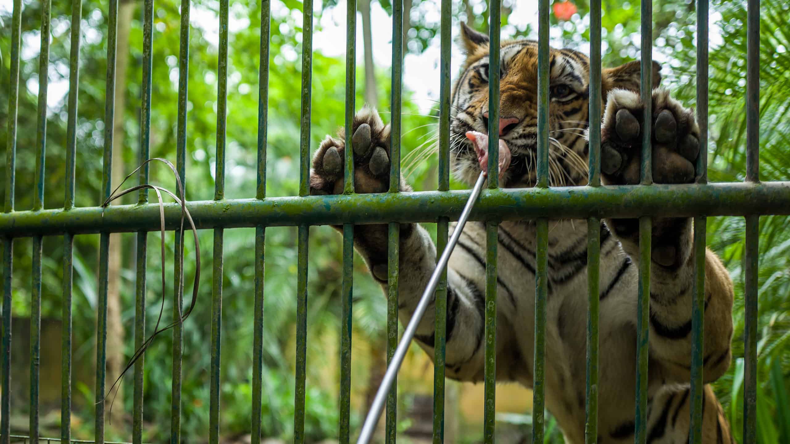 How Many Tigers Are Left in the World?