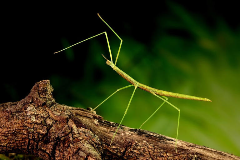 The Intricate Network of Stick Insects’ Leg Muscles