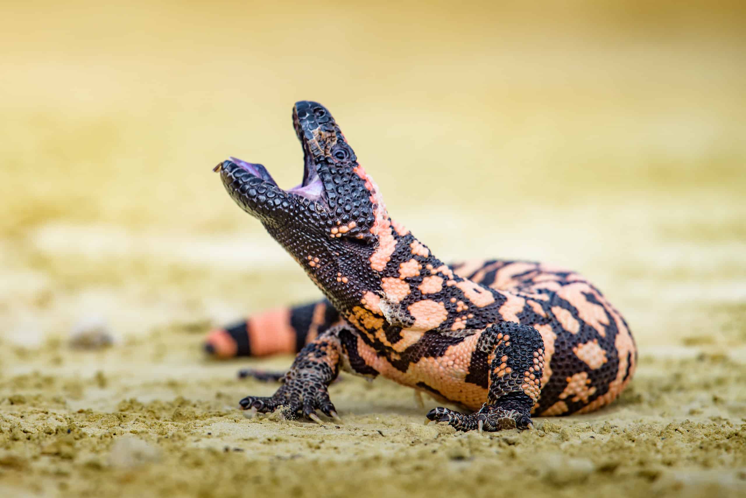 Gila Monster