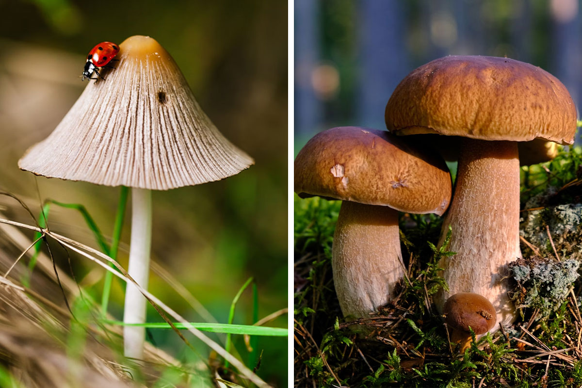 How To Grow Mushrooms At Home In 5 Easy Ways (Expert-Approved)