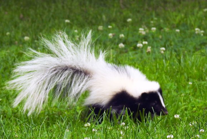 15 Not-So-Stinky Facts About Skunks