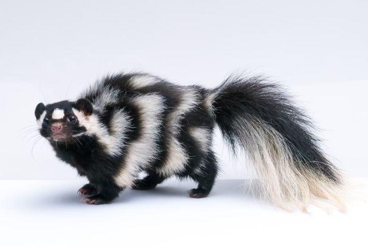 15 Not-So-Stinky Facts About Skunks