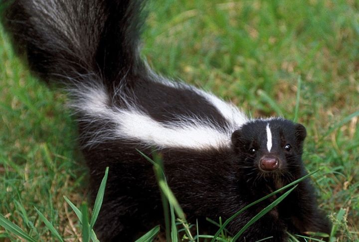 15 Not-So-Stinky Facts About Skunks