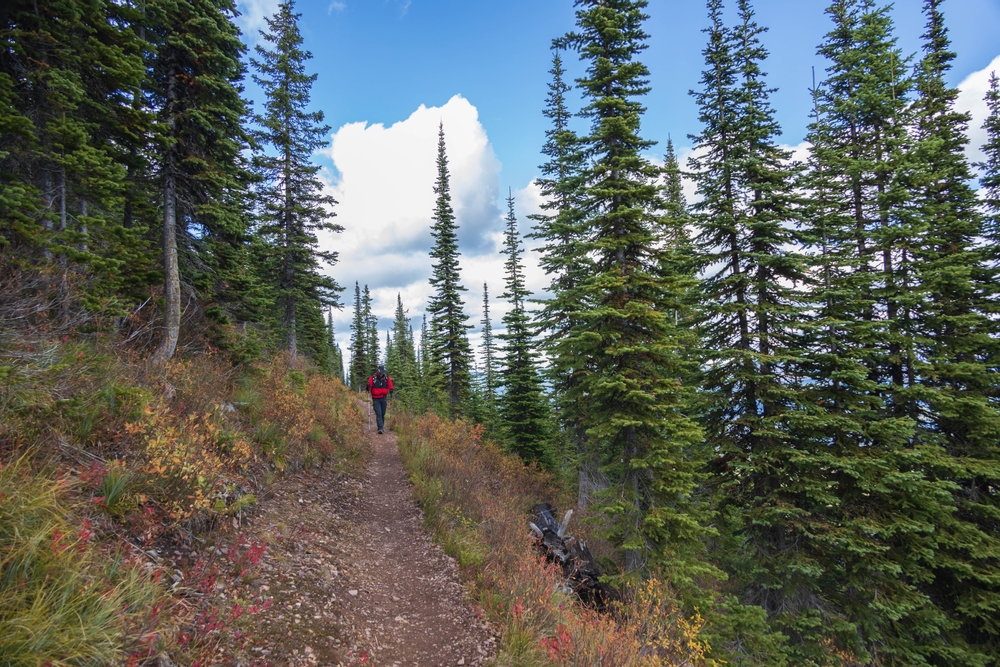 <p>Grizzly bears call Huckleberry Mountain their home, and they’re drawn to all of the berries and fruit that grow around the trail. </p>  <p>The park is closed at the height of berry season, but if you do want to make this trek, make sure you bring your bear spray.</p>