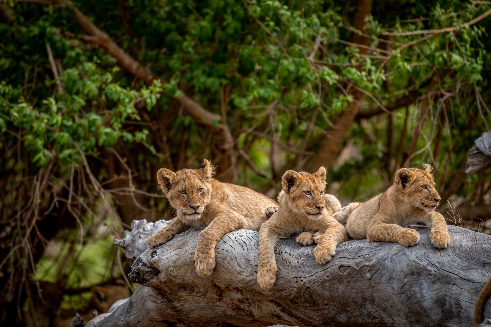 <p><span>Kruger National Park offers a more accessible safari experience without skimping on wildlife diversity. It’s one of the best places to self-drive, giving you the freedom to explore at your own pace. The park is home to a vast array of animals, including the Big Five, and has a well-developed infrastructure, making it ideal for first-time safari-goers. Stay in one of the park’s private lodges for a more secluded experience and expert-led game drives.</span></p> <p><b>Insider’s Tip: </b><span>Stay in one of the park’s private lodges for exclusive game drives.</span></p> <p><b>When To Travel: </b><span>May to September for dry season game viewing.</span></p> <p><b>How To Get There: </b><span>Fly to Johannesburg, drive to Kruger, or take a local flight to nearby airports.</span></p>