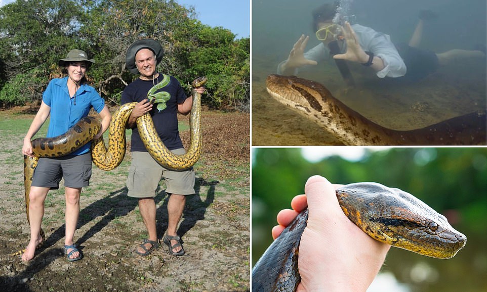 World's Biggest Snake Is Discovered In The Amazon Rainforest