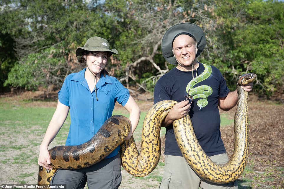 World's biggest snake is discovered in the Amazon rainforest