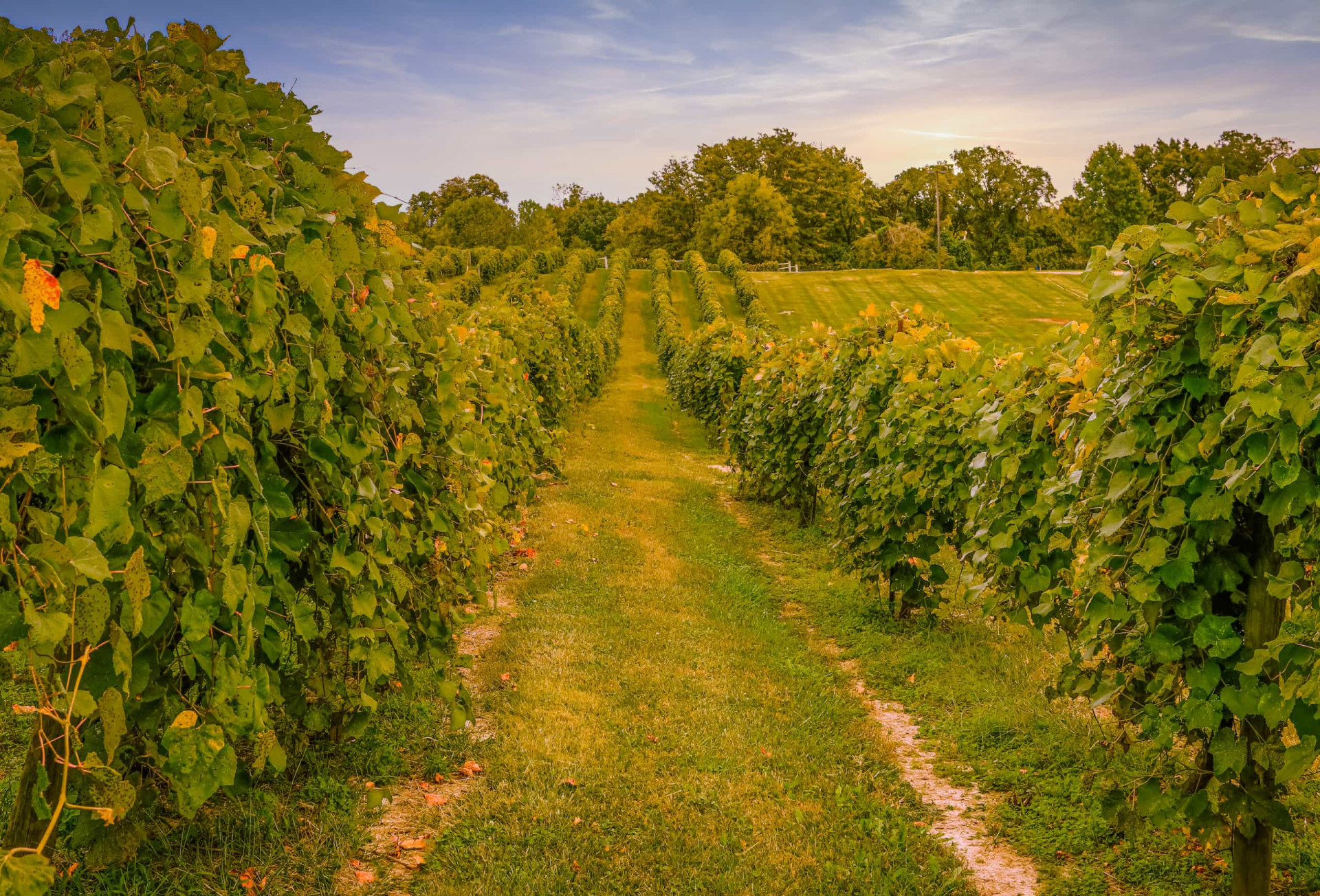 <p>German winemakers arrived in the Hermann region, west of St. Louis, way back in the 1800s. Today there are many wine estates in Missouri, and wine tours through Hermann are a wonderful way to combine sightseeing with sipping.</p><p>You may also like:<a href="https://www.starsinsider.com/n/494609?utm_source=msn.com&utm_medium=display&utm_campaign=referral_description&utm_content=486112v1en-us"> "Nice" things people do that are incredibly annoying </a></p>