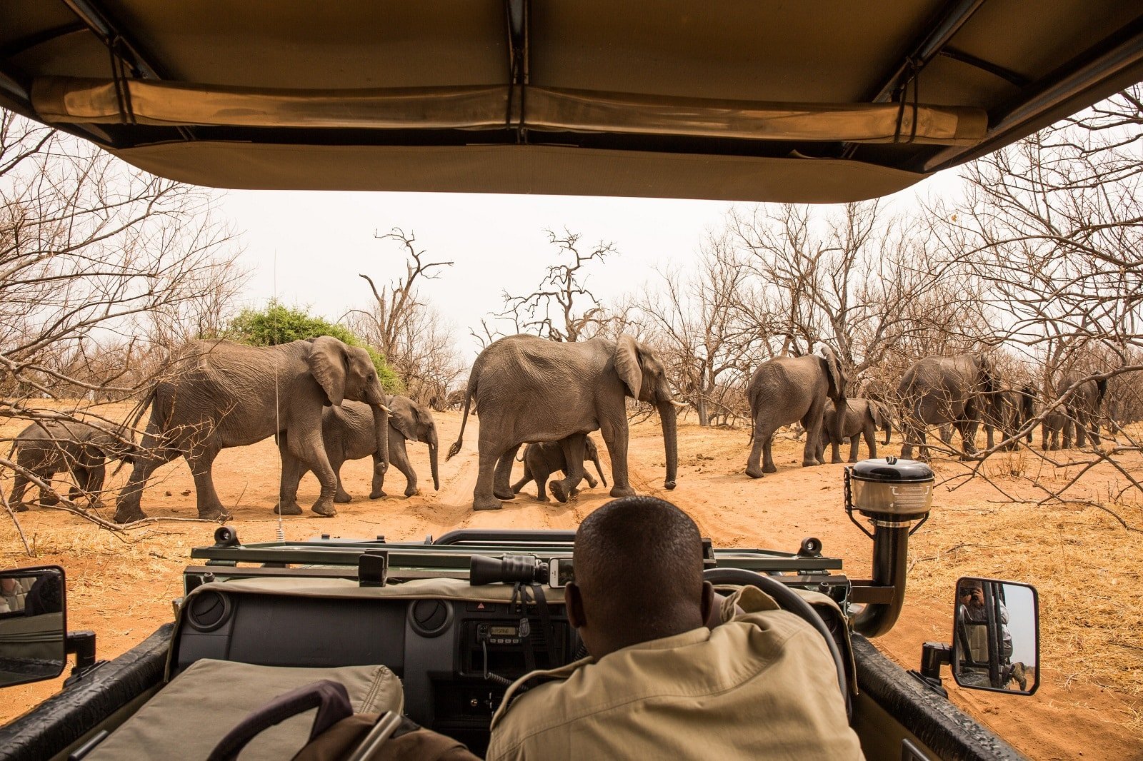 <p><span>Chobe National Park is renowned for its large elephant population and river safaris on the Chobe River. These unique water-based safaris offer a different perspective and the opportunity to see a variety of aquatic wildlife and birds. The park’s proximity to Victoria Falls makes it easy to combine your safari with one of the world’s most spectacular natural wonders. The dry season brings large concentrations of wildlife to the riverbanks, making for exceptional game viewing.</span></p> <p><b>Insider’s Tip: </b><span>Combine your visit with a trip to Victoria Falls.</span></p> <p><b>When To Travel: </b><span>May to October for the dry season.</span></p> <p><b>How To Get There: </b><span>Fly to Kasane Airport or drive from Victoria Falls or Livingstone.</span></p>