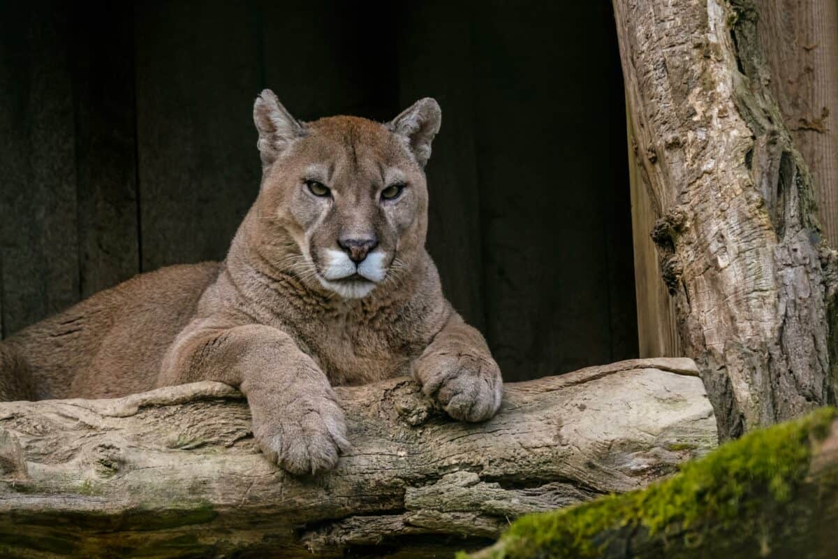 <p>The post <a href="https://www.animalsaroundtheglobe.com/secrets-of-cougars-1-198276/">The Secrets of California’s Cougars</a> appeared first on <a href="https://www.animalsaroundtheglobe.com">Animals Around The Globe</a>.</p> <ul>   <li><a href="https://www.animalsaroundtheglobe.com/top-us-regions-for-mountain-lion-sightings-1-189105/">Top US Regions for Mountain Lion Sightings</a></li>  </ul> <p>Next Up:</p> <p>Let me know which secret of the cougar you find most interesting in the comments! </p> <p>In conclusion, the ongoing study of California’s cougars is peeling back the layers of mystery. It is offering new understandings of their behavior, genetics, and ecology. As we learn more about these elusive predators, we uncover the keys to coexisting with them. Thus ensuring California’s wild heart remains strong. The secrets of the cougars challenge us to look beyond what is known. Consequently, inspiring a sense of wonder and respect for the natural world.</p>