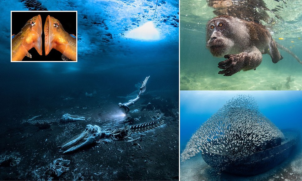 The Winners Of The 2024 Underwater Photographer Of The Year Revealed   BB1iAov1.img