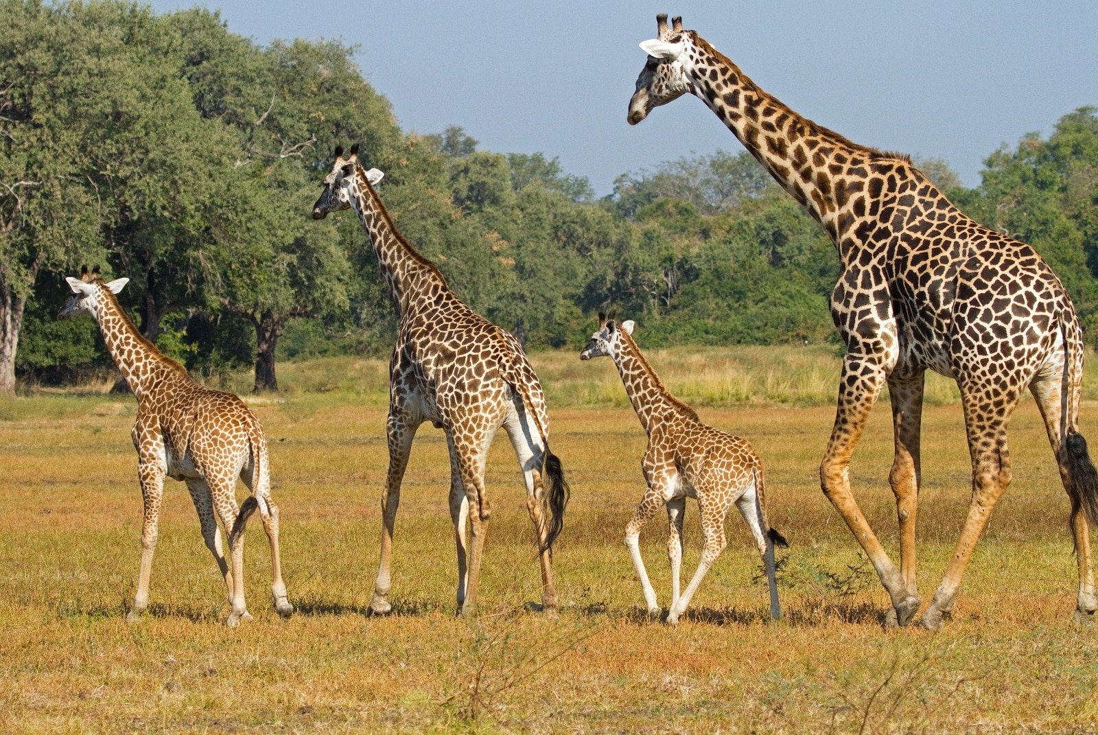 <p><span>South Luangwa National Park is a haven for those seeking a more adventurous safari. Known as the birthplace of the walking safari, it offers an intimate and immersive experience. The park is renowned for its high-quality guides and exceptional leopard sightings. Night drives here are especially rewarding, with chances to see nocturnal animals like genets, civets, and bush babies.</span></p> <p><b>Insider’s Tip: </b><span>Try a night drive for a chance to see nocturnal animals.</span></p> <p><b>When To Travel: </b><span>July to October for the dry season.</span></p> <p><b>How To Get There: </b><span>Fly to Lusaka, then take a local flight to Mfuwe Airport.</span></p>