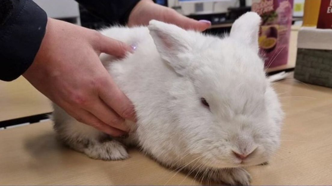 konijn uit rijdende auto gegooid: 'kenteken helaas niet gezien'