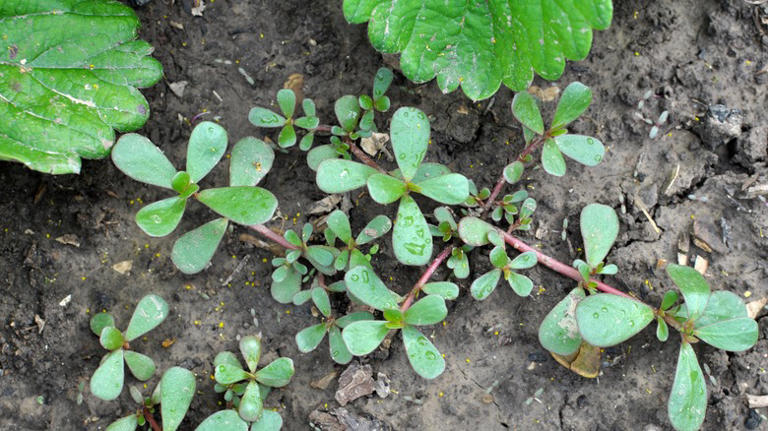 The Best Way To Keep Fast-Growing Purslane Out Of Your Lawn And Garden