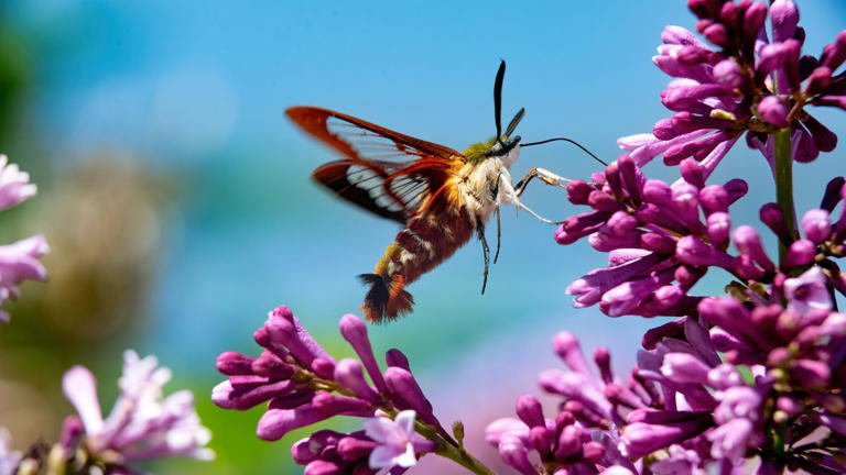 Use These Tips to Make a Pollinator Garden That Actually Works