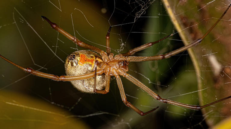 15 Types Of Spiders, Ranked By Danger Level