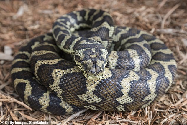 photo of a snake captured on the sunshine coast stuns australians