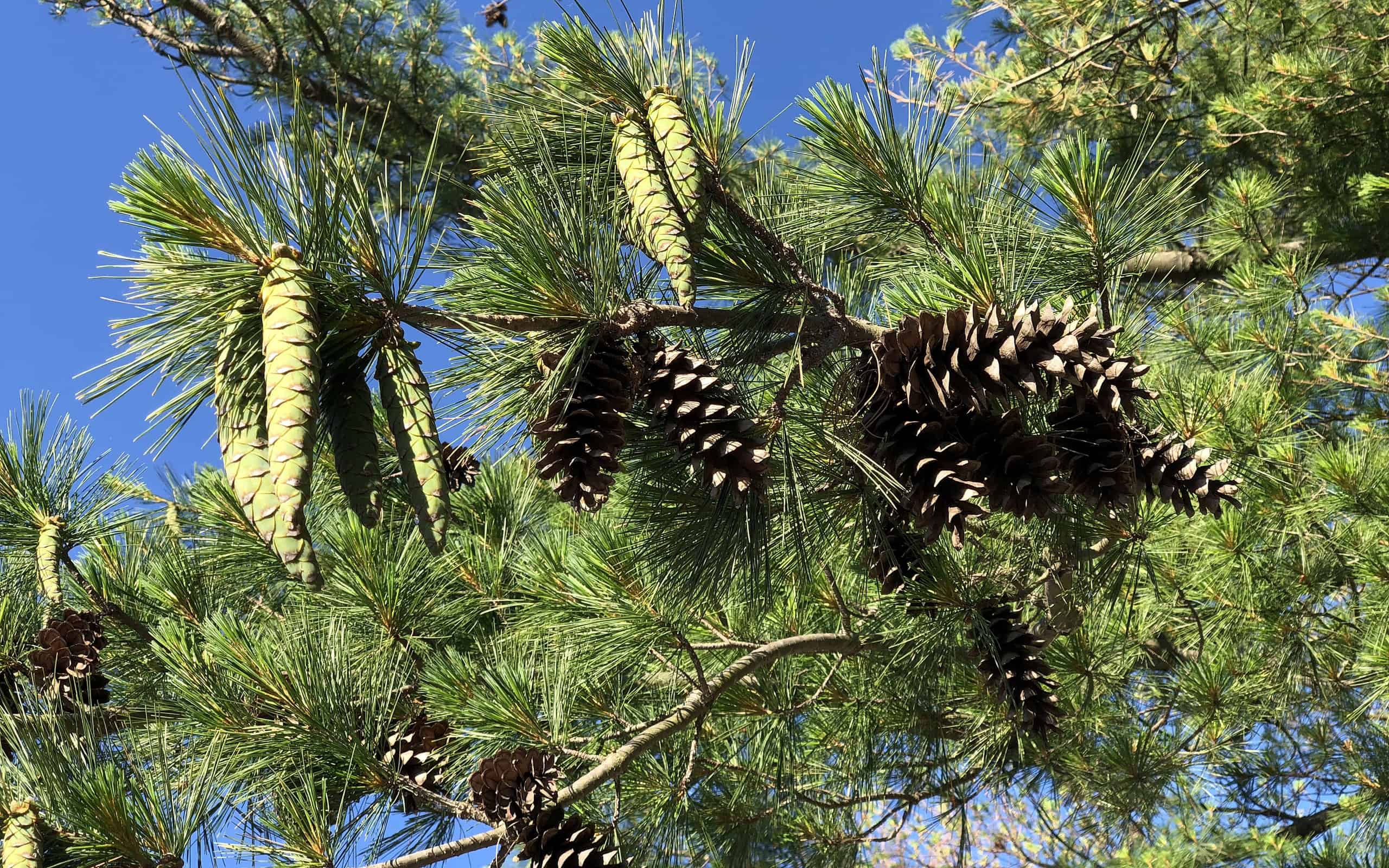 10 Types of Pine Cones – Shapes, Sizes and Colors