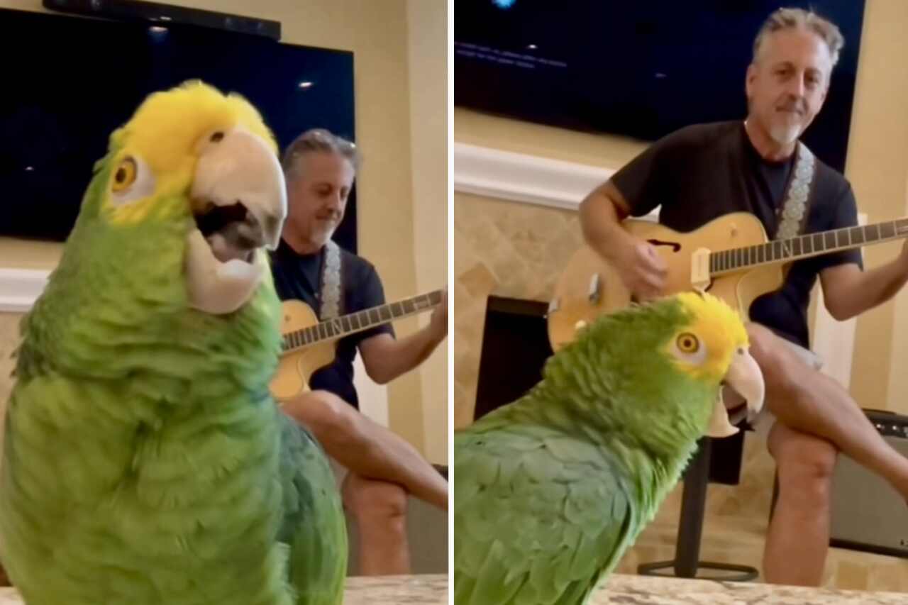 video divertente: conosci il pappagallo che è il miglior cantante rock di tutti i tempi