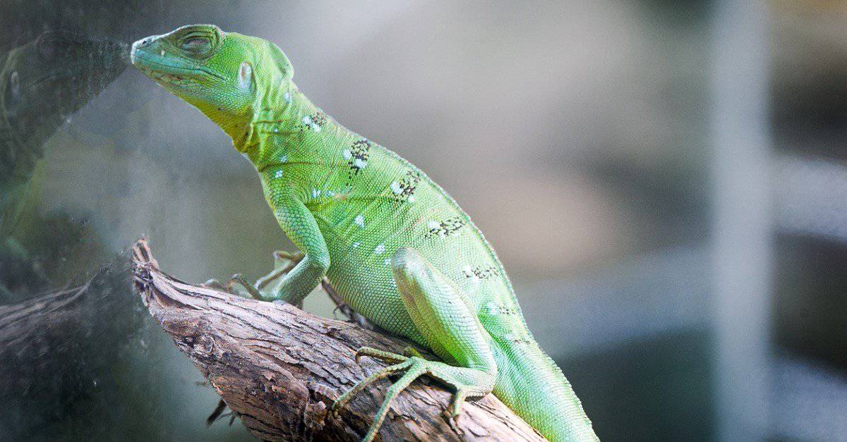 The 10 Best Lizards To Keep As Pets