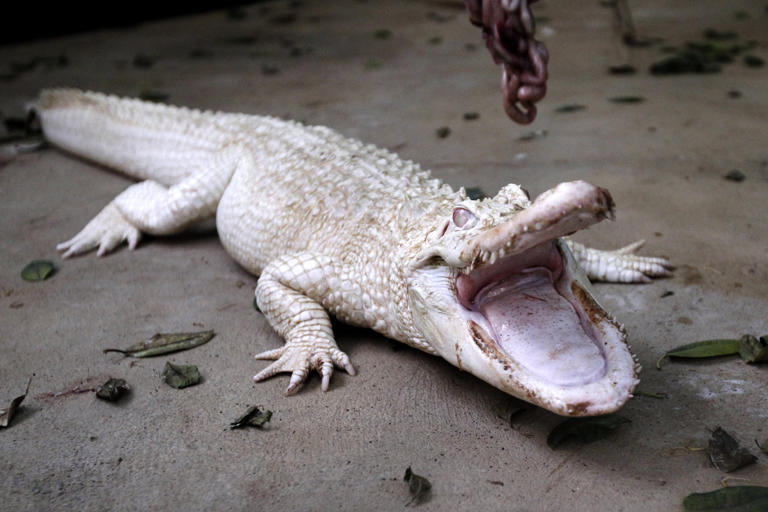 Rare White Alligator's Stomach Filled With Coins Tourists Threw in US Zoo