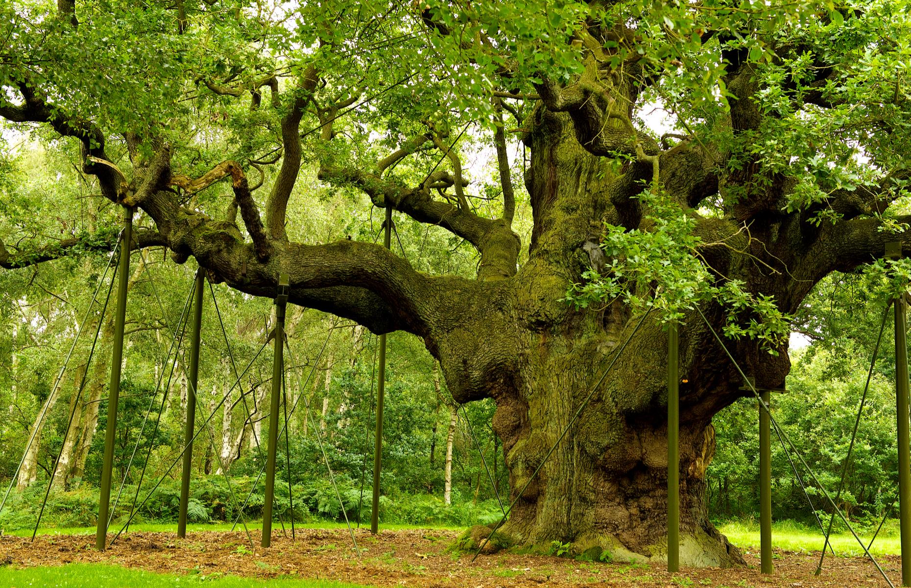 <p>In the 1200s, where most tales place Robin Hood, Sherwood Forest spanned about 100,000 acres, which was around a fifth of the entire county of Nottinghamshire. Meanwhile, its oak and birch woodland would have been the perfect place for fugitives to hide out. Be sure to visit the large English oak tree, known as the Major Oak, that's between 800 and 1,000 years old and was allegedly where Robin and his merry men took shelter.</p>