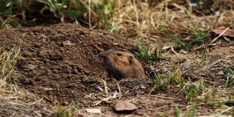 Proven Methods for Gopher Hole Control