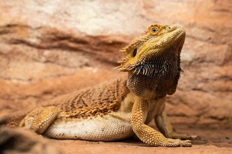 Bearded dragon cat food deals