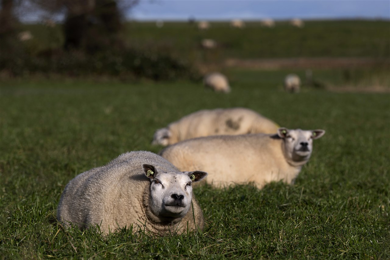 veestapel gekrompen, vooral minder schapen door blauwtong