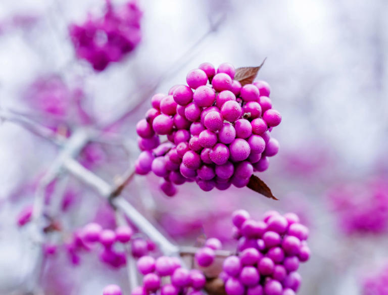 brighten-winter-landscapes-6-shrubs-with-colorful-berries