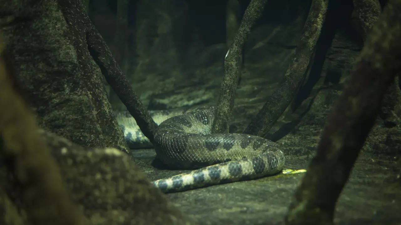 amazon, new species of giant anaconda, world's largest snake, discovered in amazon