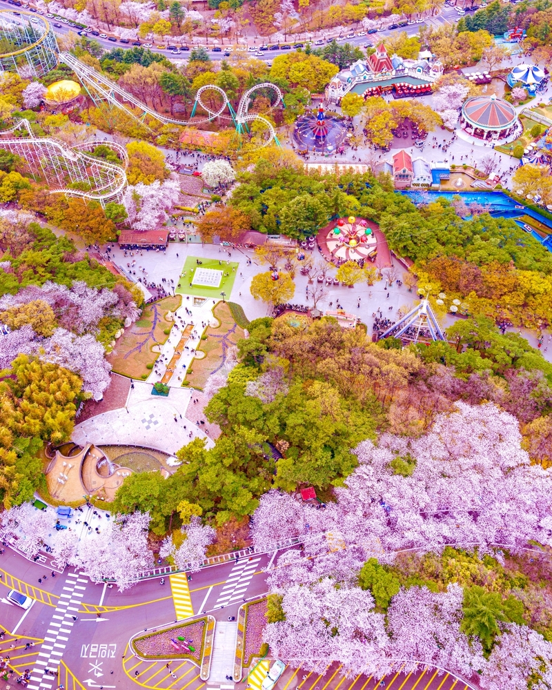 이랜드 테마파크 이월드, 최대 벚꽃축제 블라썸 피크닉 '라라랜드' 개최