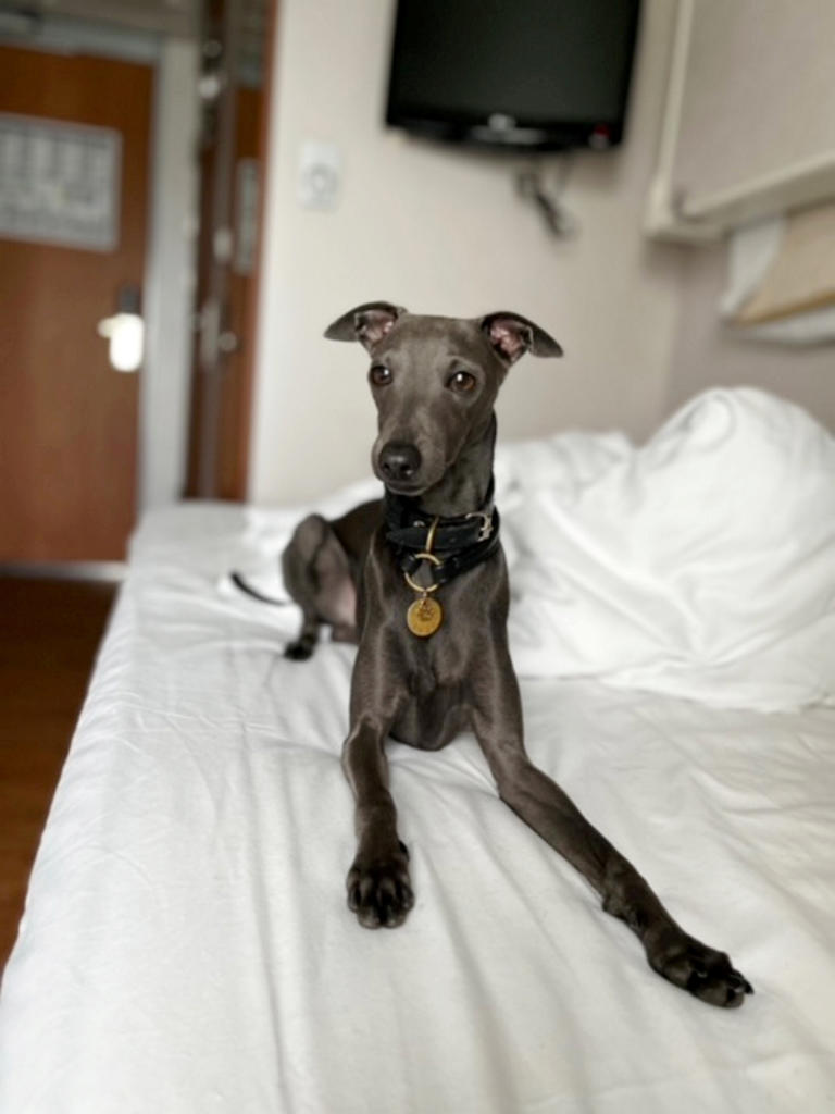 We fly our Italian greyhound around the world on vacation – and spent ...