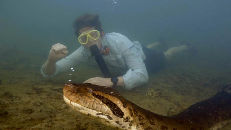 Watch: World’s biggest anaconda snake measuring 26ft-long found in Amazon.jpg