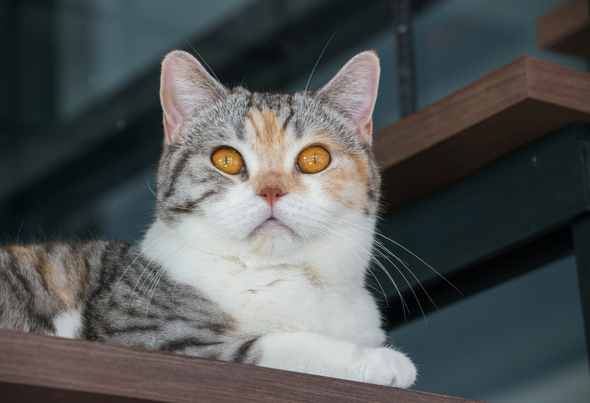 Rare cat breeds you've probably never heard of