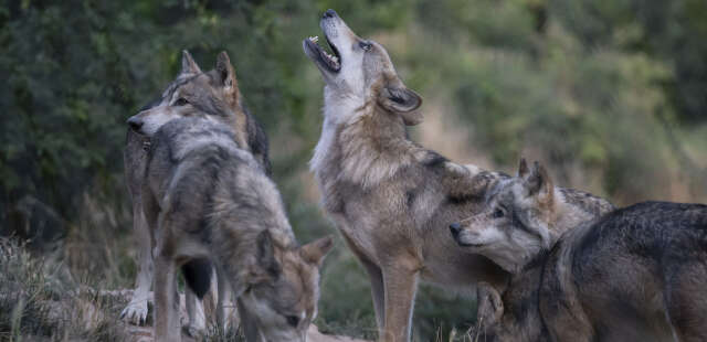 loups : le protocole de tirs pour protéger les troupeaux sera « simplifié » cette semaine, annonce marc fesneau