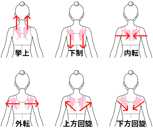 肩甲骨の動き6方向