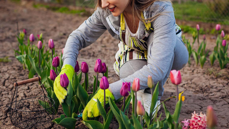 How to keep your cut tulips fresh for longer — try these 5 top tips