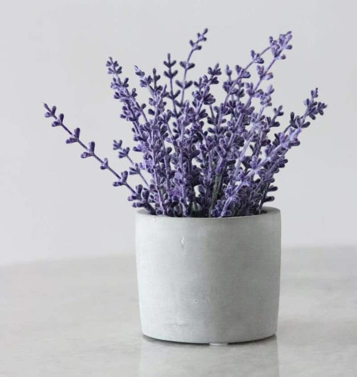 6 Reasons Why A Lavender Plant Should Be Part Of Your Home