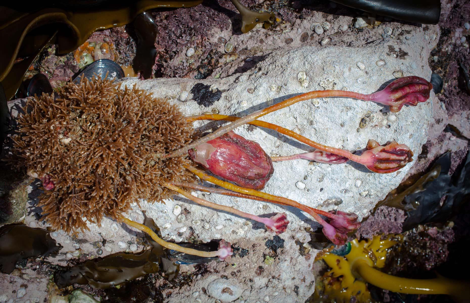 The strangest things that have washed up on beaches around the world