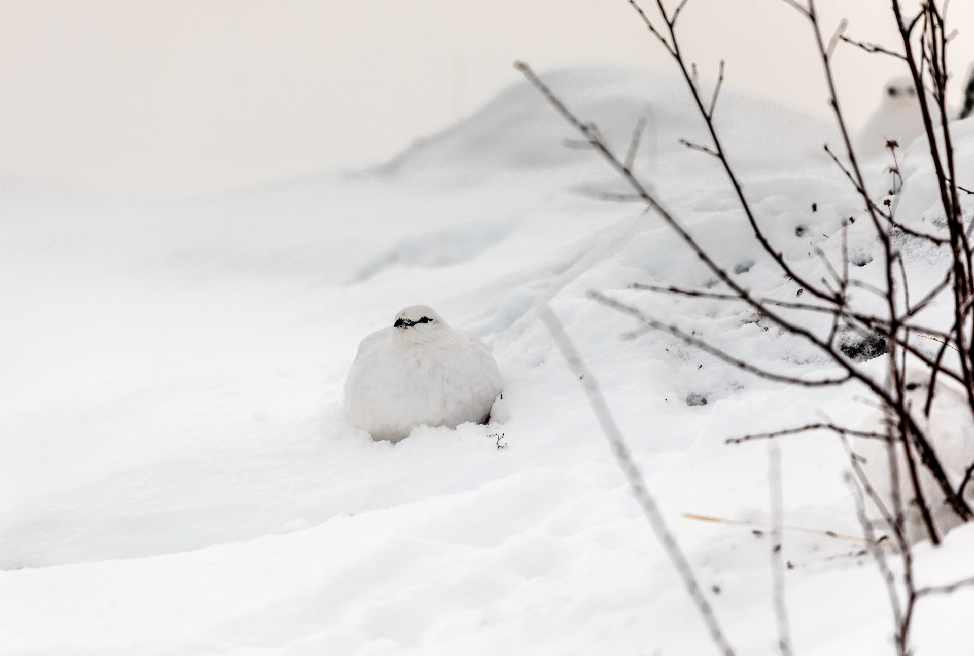 Can you spot these camouflaged creatures?