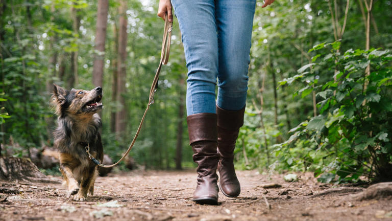 Here’s How To Master The Art Of Loose-leash Walking With Your Pup — And 